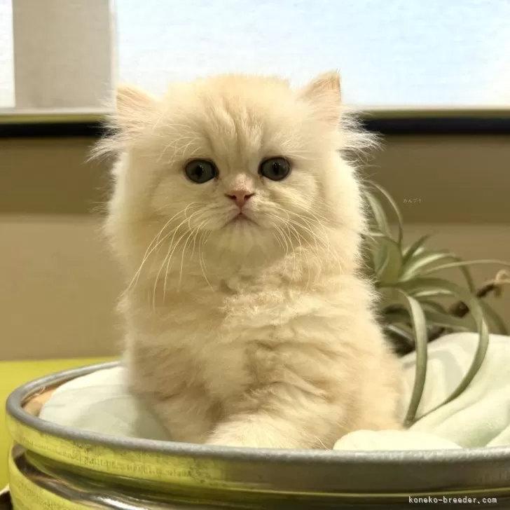 ID：2410-00820の子猫