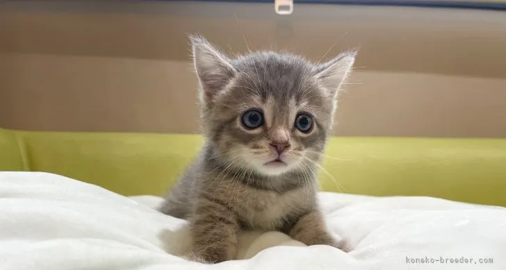 ID:2106-00537の子猫