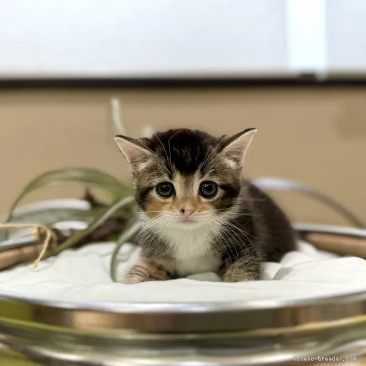 ID:2405-02061の子猫
