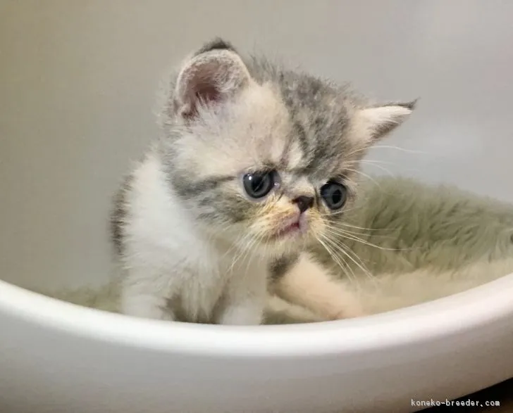 ID：1709-00587の子猫