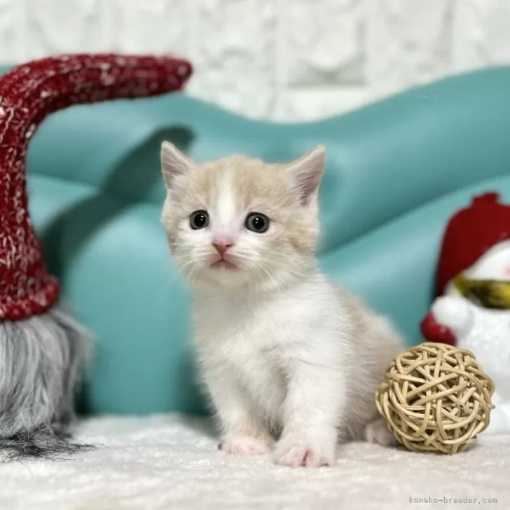 ID：2312-00201の子猫