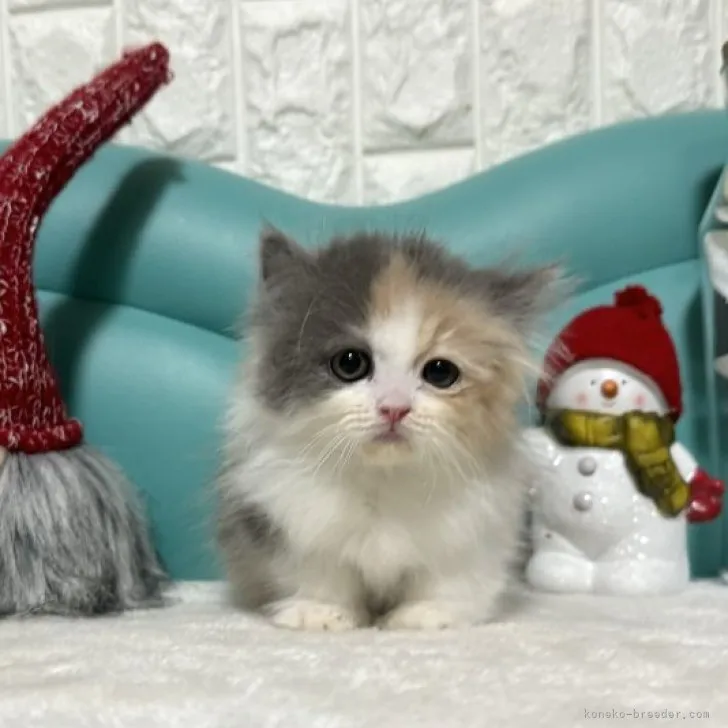 ID：2310-01475の子猫