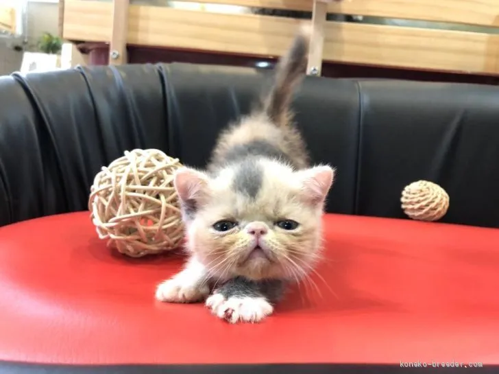 ID：2008-02075の子猫