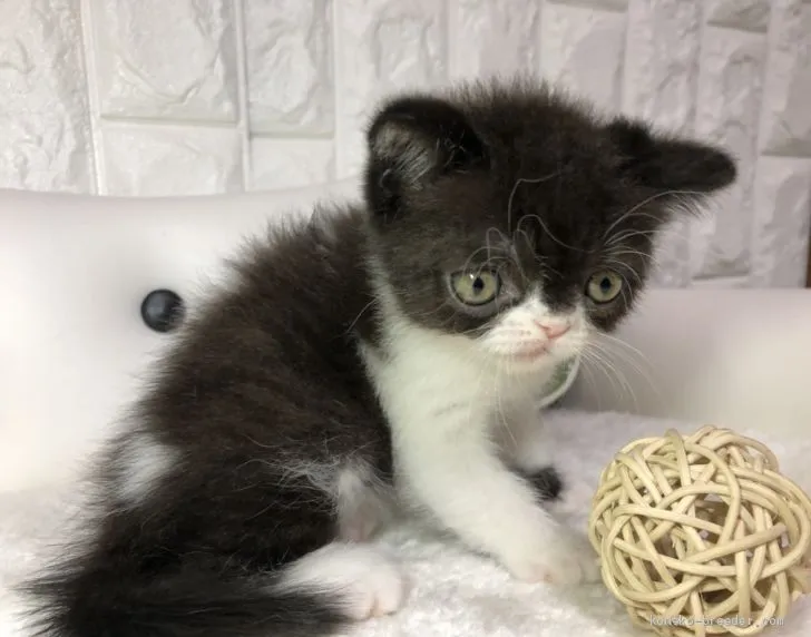 ID：1908-00912の子猫