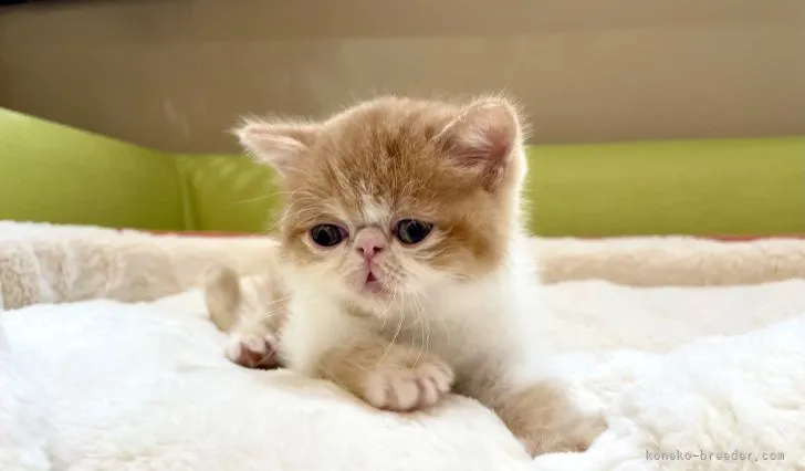 ID：2105-00375の子猫