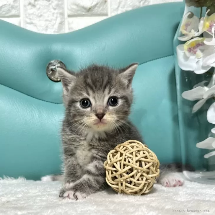 ID：2403-02461の子猫