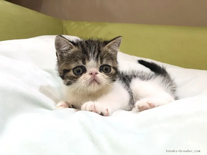 ID：2009-01531の子猫