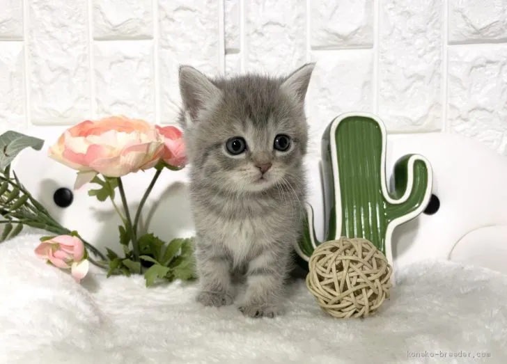 ID:2102-00308の子猫