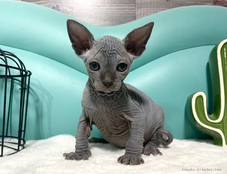 ID：2203-02016の子猫