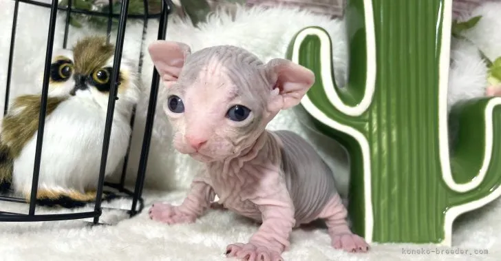 ID：2109-00951の子猫