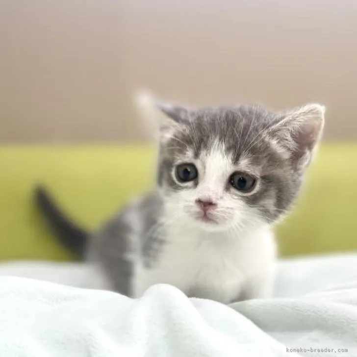 ID：2308-01431の子猫