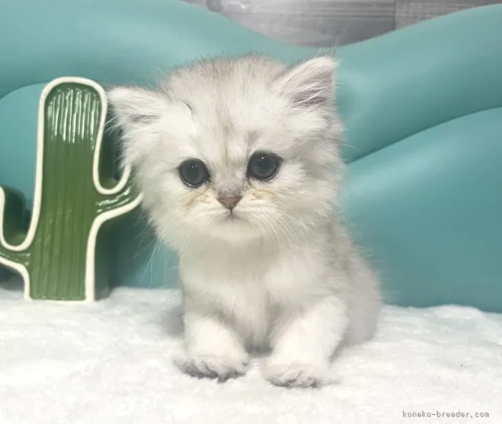 ID:2205-00815の子猫