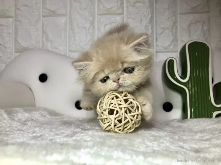 ID：1907-00957の子猫