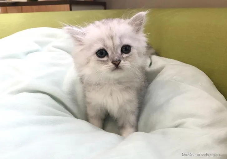 ID：2008-02164の子猫