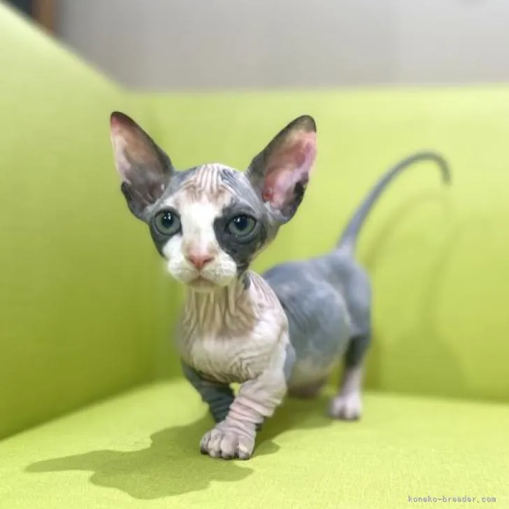 ID:2209-00295の子猫