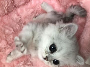 ペルシャ(チンチラ)【岐阜県・男の子・2019年2月4日・シルバー（ロング）】の写真「ふわもこ💓」