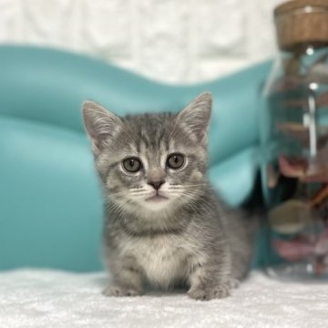 ミヌエット(短足)【岐阜県・男の子・2023年5月18日・ブルータビー（ショート）】の写真「お迎えお客様トイレ＆ラタンボールプレゼント⭐️」