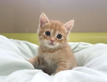 ミヌエット【岐阜県・男の子・2022年4月8日・レッドタビー（ショート）】の写真「明るいカラー✨」