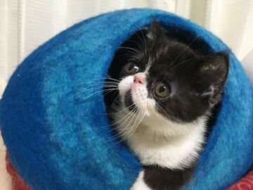 エキゾチックショートヘア【岐阜県・男の子・2016年10月24日・ブラック&ホワイト（ショート）】の写真「可愛い子猫ちゃん💖」