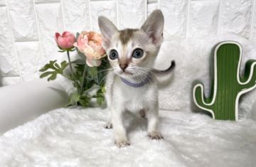 シンガプーラ【岐阜県・女の子・2021年2月5日・セピアアグーティ（ショート）】の写真「天使の女の子💕」