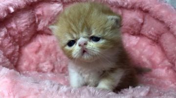 エキゾチックショートヘア【岐阜県・男の子・2019年5月1日・レッドタビー&ホワイト（ショート）】の写真「令和元年生まれ💞」