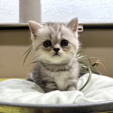エキゾチックショートヘア【岐阜県・男の子・2024年9月3日・シルバータビー（ショート）】の写真「めちゃかわ💕」