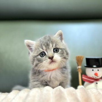ミヌエット(短足)【岐阜県・男の子・2023年10月20日・ブルータビーホワイト（ショート）】の写真「極上の極短足💫」