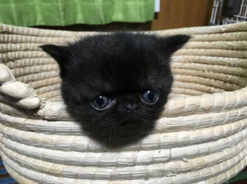 エキゾチックショートヘア【岐阜県・男の子・2015年12月30日・ブラック（ショート）】の写真「ひょうきんなお顔〜」