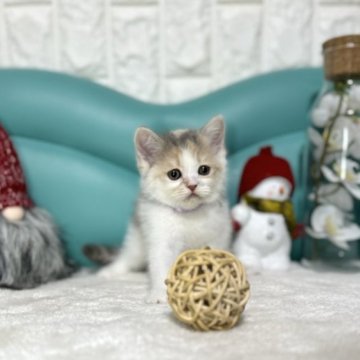 ミヌエット(長足)【岐阜県・女の子・2023年9月26日・ブルーパッチドタビーホワイト】の写真「めちゃかわ💕」