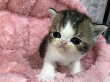 エキゾチックショートヘア【岐阜県・女の子・2019年2月20日・ブラウンタビー&ホワイト（ショート）】の写真「可愛いお顔💕」