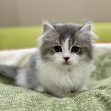 ミヌエット(短足)【岐阜県・男の子・2023年9月26日・ブルータビーホワイト（ロング）】の写真「極短足💫期間限定価格‼️」