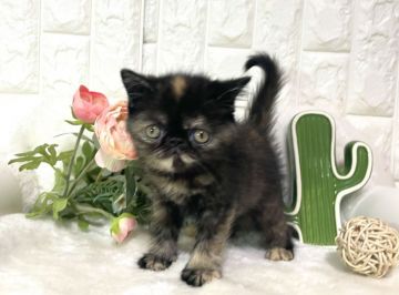 エキゾチックショートヘア【岐阜県・女の子・2021年3月22日・トーティシェル（ショート）】の写真「めちゃかわ💕」