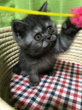 エキゾチックショートヘア【岐阜県・男の子・2015年12月11日・ブラックスモーク（ショート）】の写真「子憎たらしい顔ですが😻〜」
