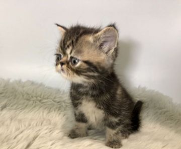 エキゾチックショートヘア【岐阜県・男の子・2018年3月3日・ブラウンタビー（ショート）】の写真「可愛いお顔💕」