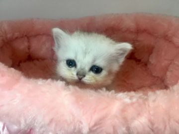 ペルシャ(チンチラ)【岐阜県・男の子・2017年8月31日・シルバー】の写真「ふわもこ💕」