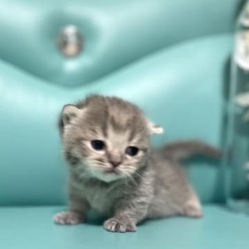 ミヌエット(短足)【岐阜県・女の子・2023年1月5日・ブルータビー（ショート）】の写真「極短足💕」