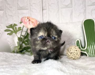 エキゾチックショートヘア【岐阜県・女の子・2021年3月22日・トーティシェル（ショート）】の写真「めちゃかわ💕」