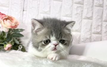 エキゾチックショートヘア【岐阜県・男の子・2021年3月12日・ブルータビーホワイト（ショート）】の写真「14日までにご予約限定販売❣️」