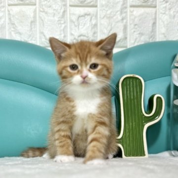 ミヌエット(長足)【岐阜県・女の子・2024年1月9日・レッドタビーホワイト（ショート）】の写真「めちゃかわ💕」