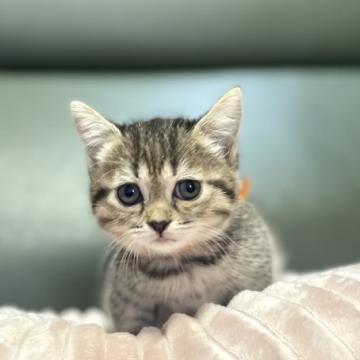ミヌエット(短足)【岐阜県・女の子・2022年7月25日・ブラウンタビー（ショート）】の写真「極短足💕」