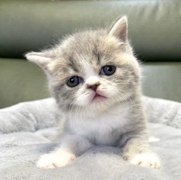 ミヌエット(長足)【岐阜県・女の子・2023年3月22日・ブルータビーホワイト（ショート）】の写真「究極の可愛さ💕」