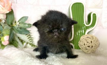 エキゾチックショートヘア【岐阜県・男の子・2021年3月22日・ブラック（ショート）】の写真「魅惑の黒✨」