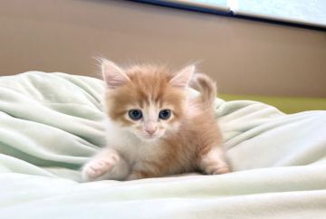 サイベリアン【岐阜県・男の子・2021年3月9日・レッドタビーホワイト（ロング）】の写真「最高なサイベリアン💕」