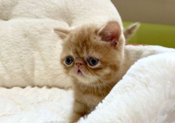 エキゾチックショートヘア【岐阜県・男の子・2021年4月10日・レッドタビー（ショート）】の写真「6月6日まで販売予定」