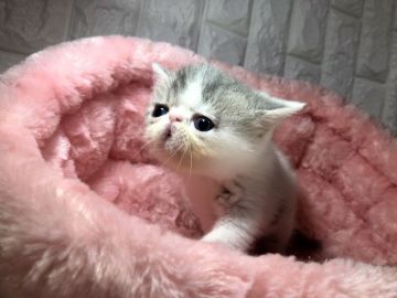 エキゾチックショートヘア【岐阜県・女の子・2018年12月5日・ブルータビー&ホワイト（ショート）】の写真「期間限定価格✨」