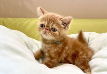 エキゾチックショートヘア【岐阜県・男の子・2021年3月22日・レッドタビー（ショート）】の写真「めちゃかわ成長中〜」