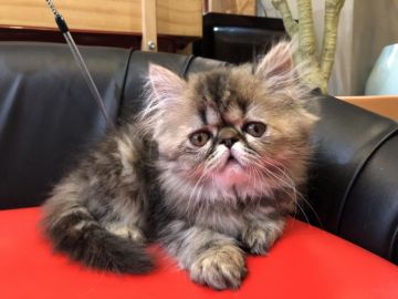 エキゾチックショートヘア【岐阜県・女の子・2020年2月26日・ブラウンタビー（ロング）】の写真「シルクな毛感触り💫」