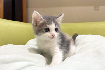 マンチカン(長足)【岐阜県・女の子・2021年9月15日・ダイリュートキャリコ（ショート）】の写真「淡いカラー💕」