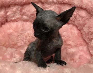 スフィンクス【岐阜県・女の子・2018年4月12日・トーティシェル】の写真「甘えん坊💕」