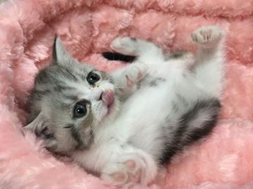 エキゾチックショートヘア【岐阜県・男の子・2016年12月13日・シルバータビー（ショート）】の写真「かわいい子猫ちゃん💖」